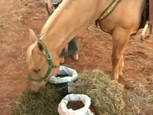 Imagem do post: Possíveis causas na alteração da mastigação dos cavalos