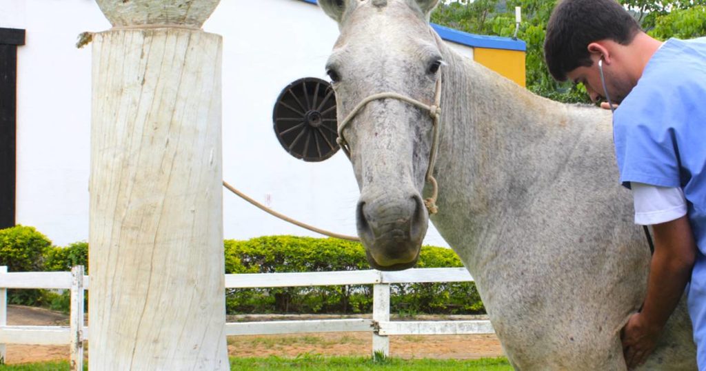 O que mais causa a morte em cavalos? Có-li-cas!, Artigos