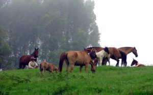 Imagem do post: Principais alimentos dos cavalos