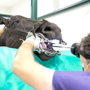 Imagem do post: Problemas dentários podem trazer muitos transtornos para a saúde do animal