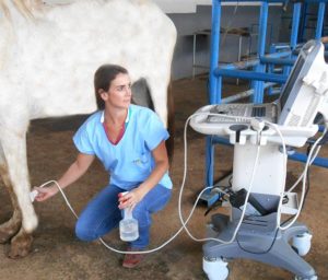 Imagem do post: Protocolos de claudicação equina