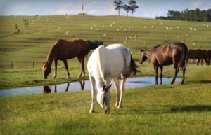 Imagem do post: Qualidade de vida e saúde do cavalo