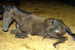 Imagem do post: Raquitismo equino