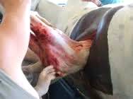 Imagem do post: Realização do procedimento cirúrgico de cesariana em equinos