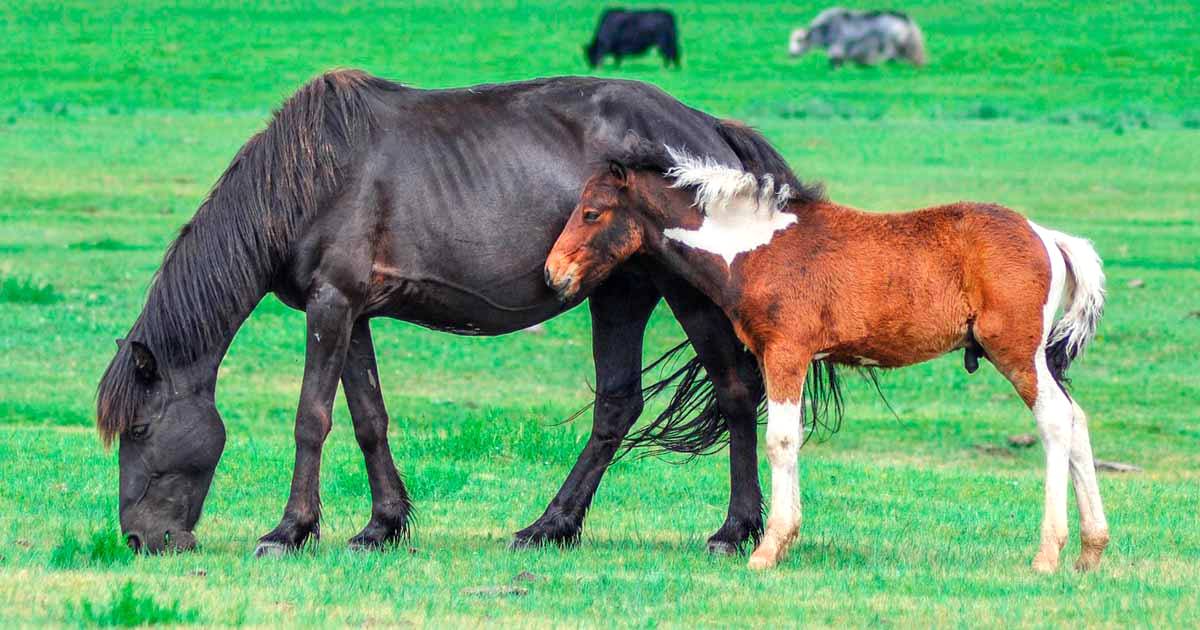 Cavalo E égua Em Reprodução - NAZAEDU