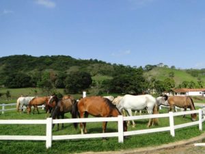 Imagem do post: Responsabilidade Técnica do Veterinário de um Haras