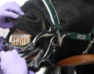 Imagem do post: Saiba como identificar a idade dos cavalos através dos dentes