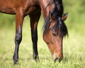 Imagem do post: Saiba como lidar com parasitas em cavalos