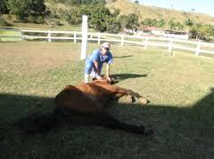 Imagem do post: Saiba como reconhecer os sinais de mau estar físico ou psicológico em cavalos