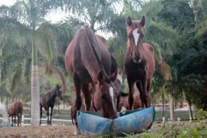 Imagem do post: Saiba por que os cavalos precisam ingerir sal