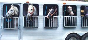 Imagem do post: Saiba quais os cuidados para transporte de cavalos