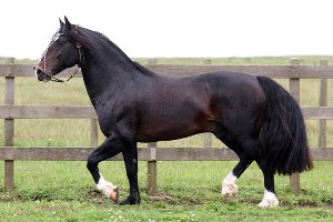 Imagem do post: Morre cavalo da raça Santa Elba Comediante