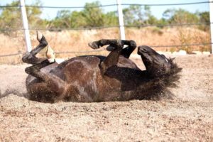 Imagem do post: Seu cavalo apresentou cólica? Descubra onde você está errando