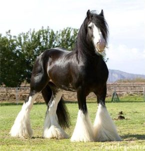 Imagem do post: Shire: uma das raças de equinos mais imponentes e exóticas do mundo