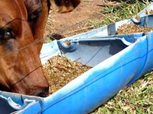 Imagem do post: Silagem de milho na alimentação dos cavalos