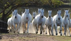 Imagem do post: Sistema de medição para o recorde da maior cavalgada do mundo é certificado