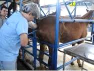 Imagem do post: Técnica de inseminação artificial em equinos