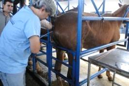 Imagem do post: Técnicas de inseminação artificial em éguas