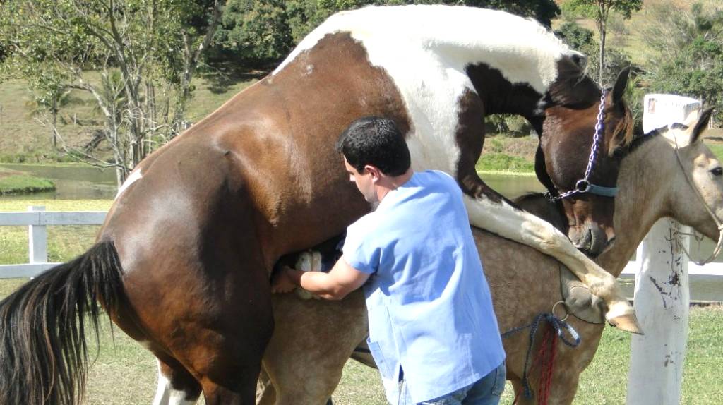 Imagem do post: Técnicas de manejo reprodutivo em haras