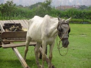 Imagem do post: Tétano em equinos: Previna-se