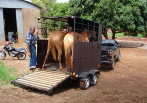 Imagem do post: Transporte de equinos – cuidados necessários