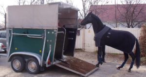 Imagem do post: Transporte de cavalos: saiba os cuidados necessários