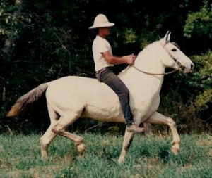 Douglas, Autor em Portal Escola do Cavalo - Página 142 de 157