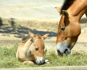 Imagem do post: Você sabe o que é imprinting?