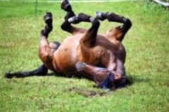 Imagem do post: Xamã do Top foi o consagrado pelo 3º Festival do Cavalo Lusitano de Águas de Lindóia