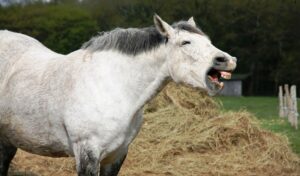 Imagem do post: Qual a importância de reconhecer alterações no desgaste dentário em cavalos?