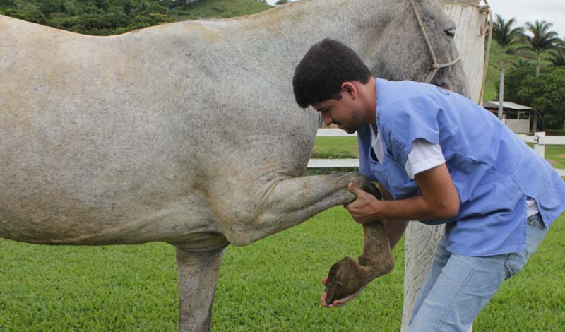 Claudicação equina conheça as classificações