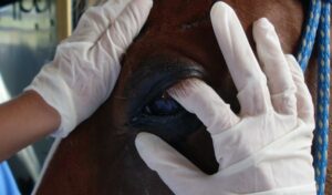 Imagem do post: Como identificar um cavalo doente: sinais e principais doenças