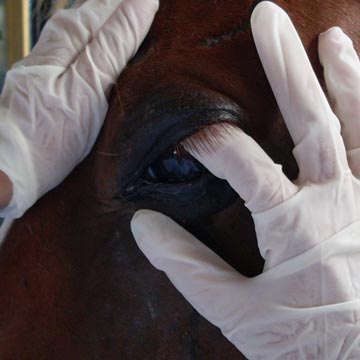 Como identificar um cavalo doente sinais e principais doenças