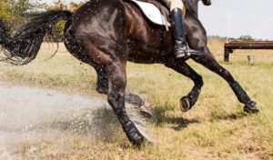 Imagem do post: Aparelho locomotor de cavalos: anatomia, fisiologia e importância dos cuidados