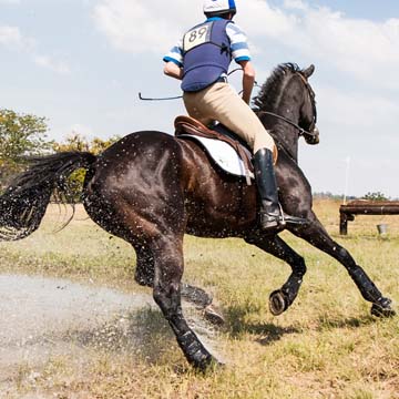 Aparelho locomotor de cavalos anatomia, fisiologia e importância dos cuidados