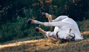 Imagem do post: Exame clínico para cólica equina: entenda a importância