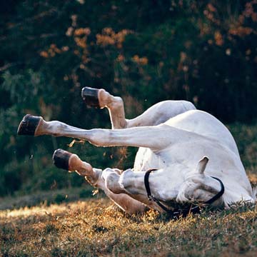 Exame clínico para cólica equina entenda a importância