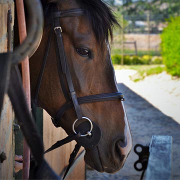 Mercado de cavalos no Brasil saiba porque investir