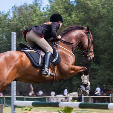 Nutrição de cavalos atletas entenda os principais pontos ligados à alimentação