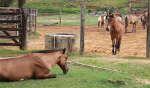 Imagem do post: Rabdomiólise em cavalos conheça os sinais clínicos