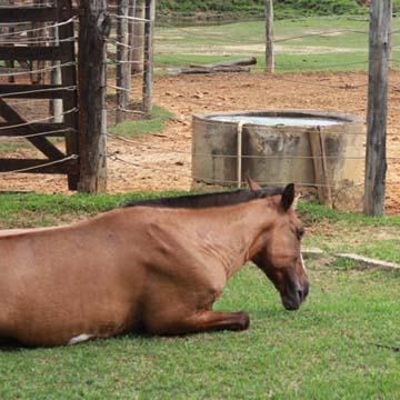 Rabdomiólise em cavalos conheça os sinais clínicos