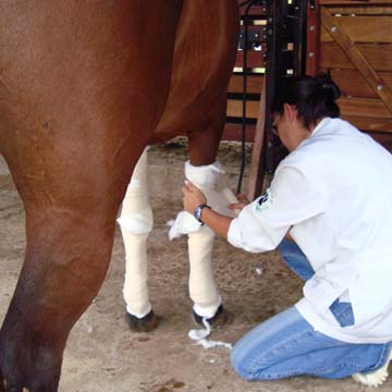 Saiba como tratar as feridas em cavalos