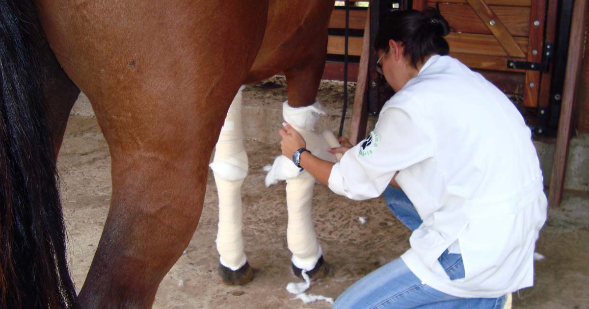 Saiba o que é necessário para ter um cavalo como animal de