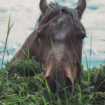 Acidentes ofídicos em cavalos veja os tipos e quais são cuidados necessários