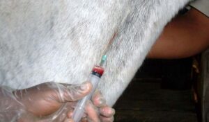 Imagem do post: Saiba como aplicar injeção em cavalos