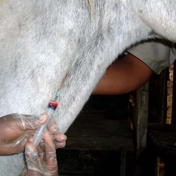 Saiba como aplicar injeção em cavalos