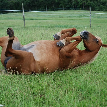 abdômen agudo equino