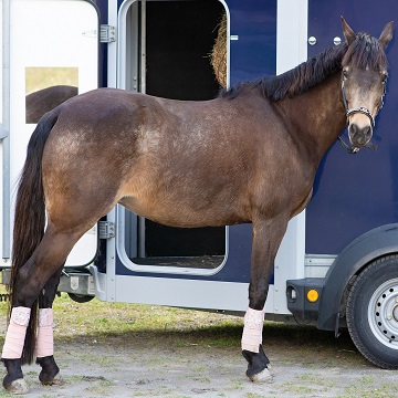 bandagens terapêuticas para equinos
