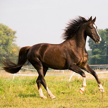 Síndrome navicular em equinos