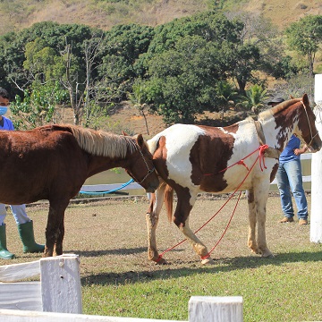 Coleta de Sêmen Equino